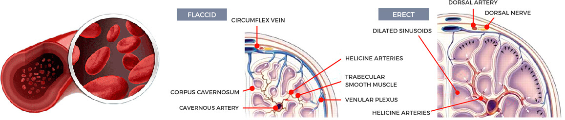 how blood flow